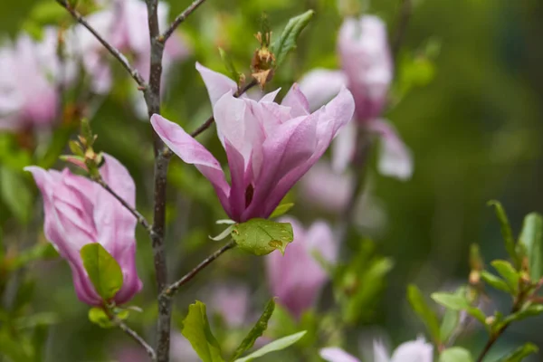 Gros Plan Fleur Magnolia Dans Parc Après Pluie Mise Point — Photo