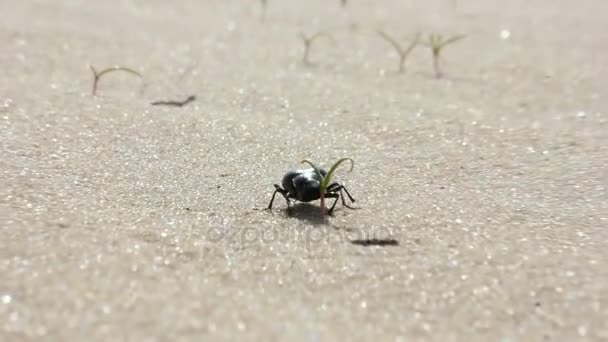 Escarabajo corre por el desierto — Vídeo de stock