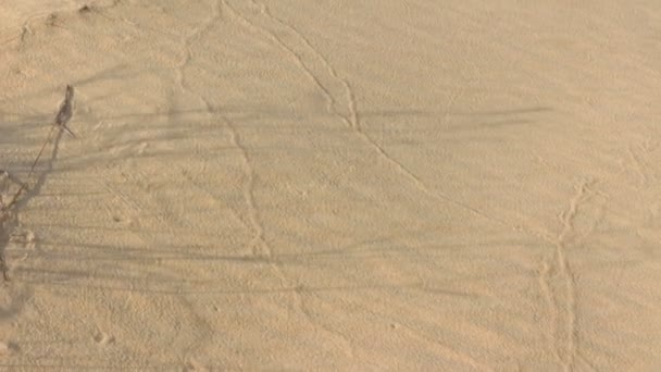 Sanddyner med torkat gräs — Stockvideo