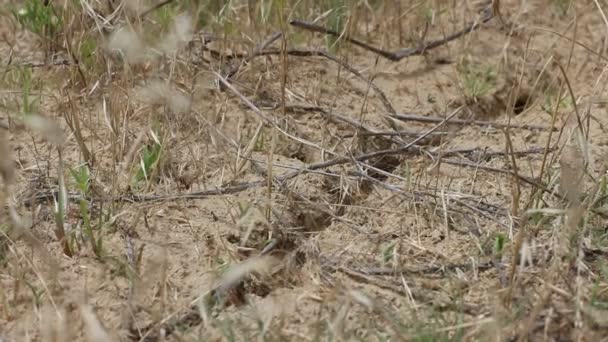 essaim de fourmis dans les zones sablonneuses 