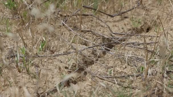 Essaim de fourmis dans les zones sablonneuses — Video