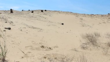 Ağaç kütükleri, çöl yatay