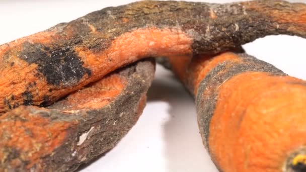 Гнила морква на білому тлі — стокове відео