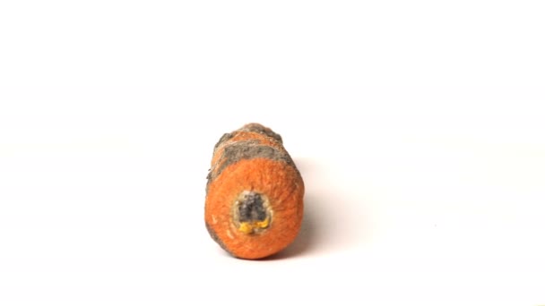 Rotten carrot on a white background — Stock Video