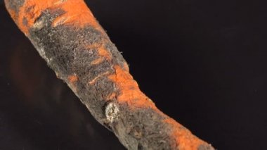 Siyah zemin çürümüş havuç