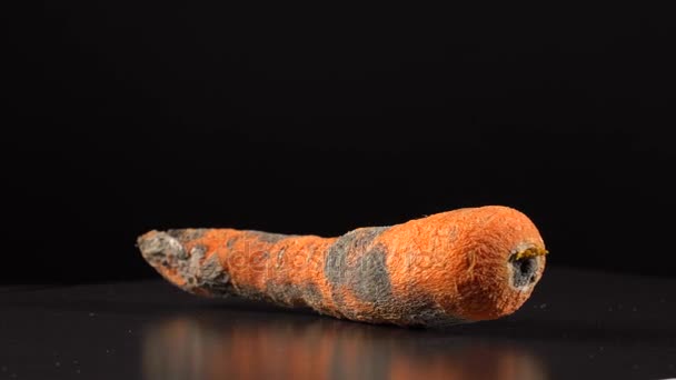 Rotten carrot on a black background — Stock Video