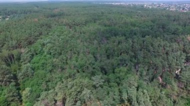 Forest park üzerinde uçan