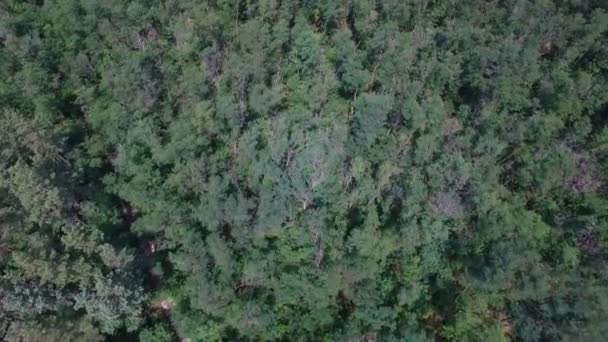 Volando sobre el parque forestal — Vídeos de Stock