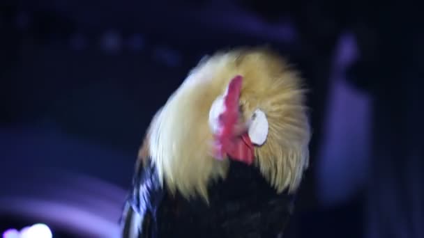 Beautiful rooster sitting on a stick — Stock Video