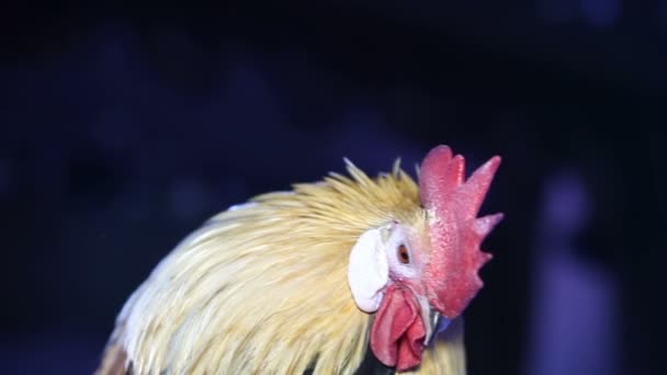 Beautiful rooster sitting on a stick — Stock Video