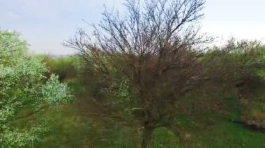 Eski meyve üzerinde uçan