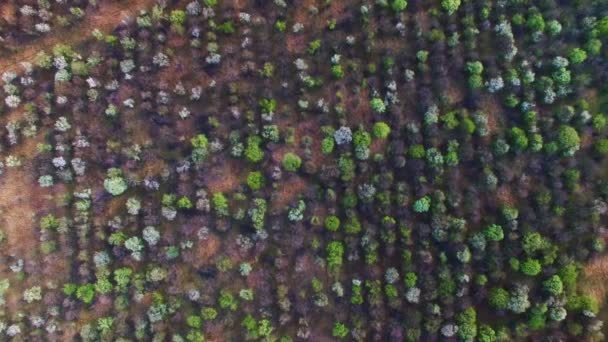 Flug über den alten Obstgarten — Stockvideo