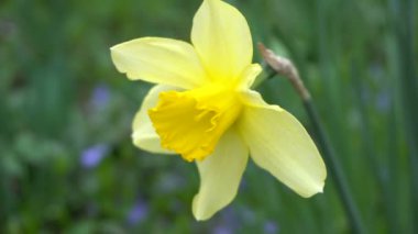 Sarı çiçek rüzgardan titreşim