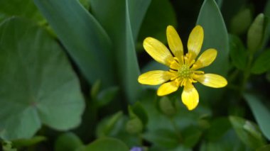 Sarı çiçek rüzgardan titreşim