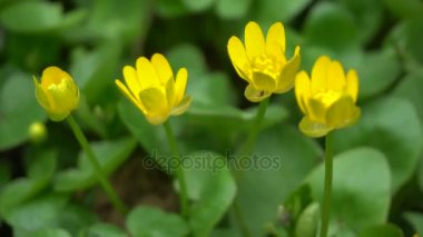 Rüzgar sarı çiçek titreşimle