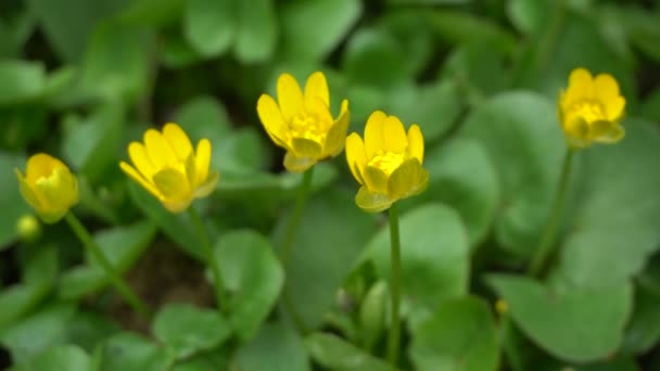 Gelbe Blüten vibrieren vom Wind — Stockvideo