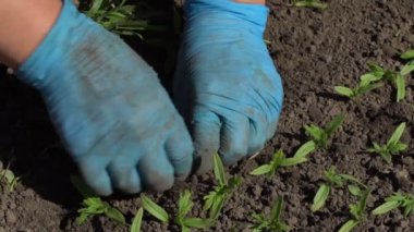 Çiftçi dalış domates fidesi