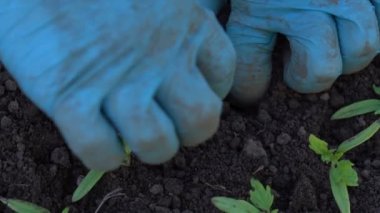 Çiftçi dalış domates fidesi