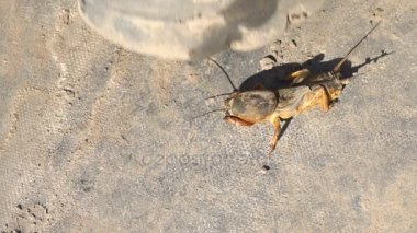 Gryllotalpa Medvedka sürünen bir