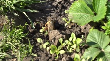 Gryllotalpa Medvedka sürünen bir