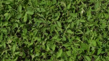 Fidan domates bir çiftlikte