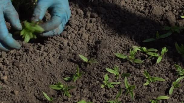 Landwirt taucht Tomaten-Setzlinge — Stockvideo