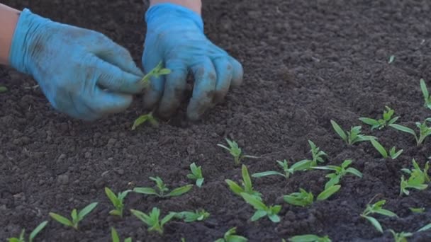 Agricultor bucea plántulas de tomate — Vídeo de stock