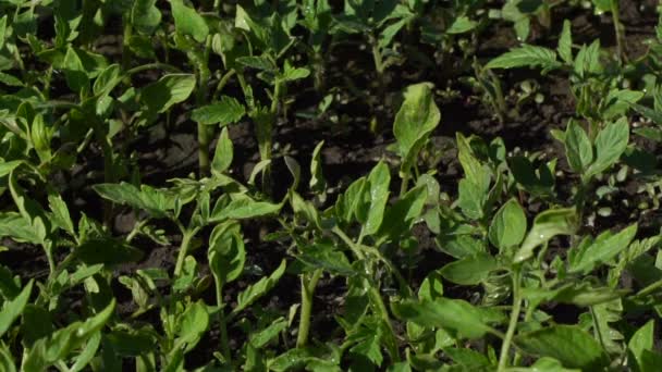 Saplings de tomate em uma fazenda — Vídeo de Stock