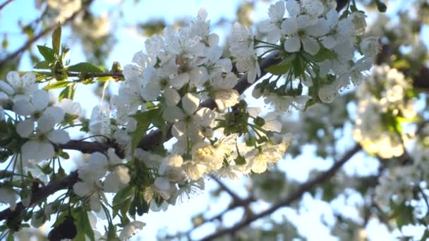 Flores de cereza al atardecer — Vídeos de Stock