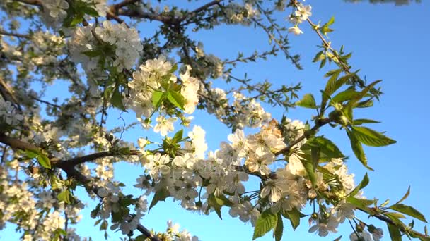 Cherry flowers at sunset — Stock Video