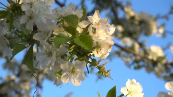 Flores de cereza al atardecer — Vídeo de stock