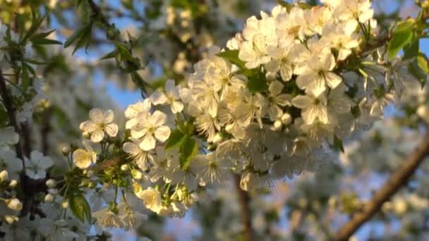 Cherry bloemen bij zonsondergang — Stockvideo