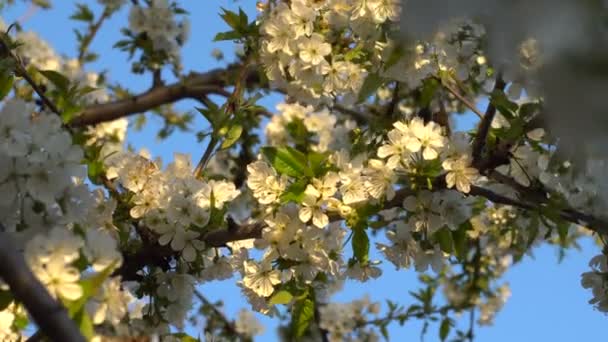 Fleurs de cerisier au coucher du soleil — Video