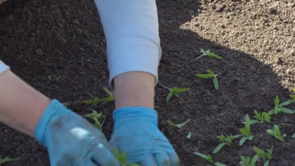 Agricultor bucea plántulas de tomate — Vídeo de stock