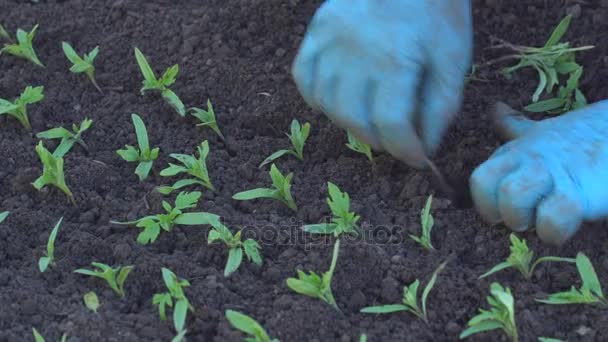 Sazenice rajčat ponory farmář — Stock video