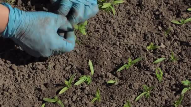 Plongée avec semis de tomate — Video