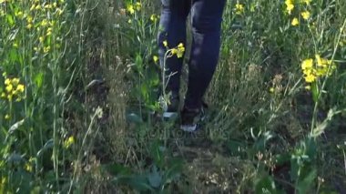 Kız kolza tohumu sahada yürüyor