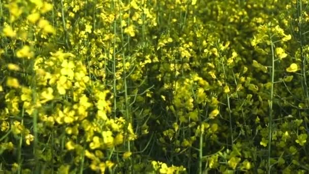 Champ de colza en fleurs. Mouvement lent — Video