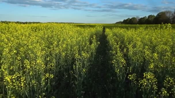 Flowering rapeseed field. Slow motion — Stock Video