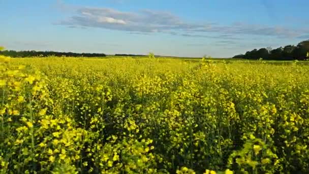 Campo de colza floreciente. Movimiento lento — Vídeos de Stock