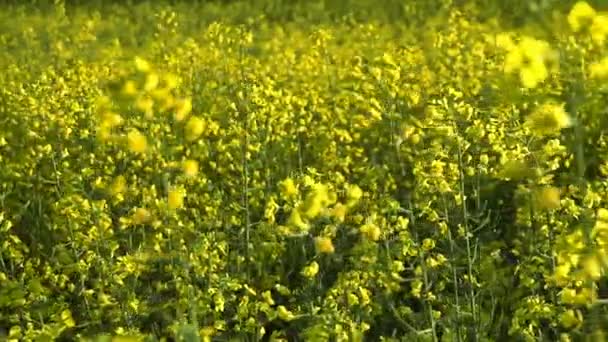 Flowering rapeseed field. Slow motion — Stock Video