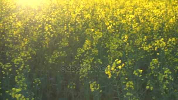 Kvetoucí pole řepky. Zpomalený pohyb — Stock video