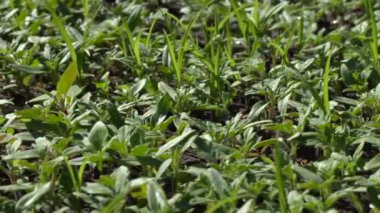 Fidan domates bir çiftlikte