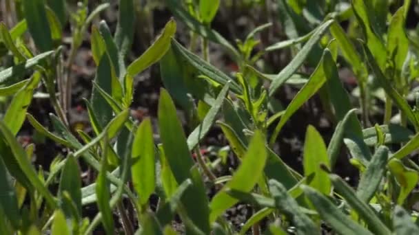 Sauces de tomate dans une ferme 
