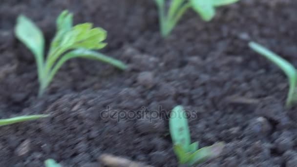 Plantas de tomate en una granja — Vídeo de stock