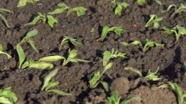 Fidan domates bir çiftlikte