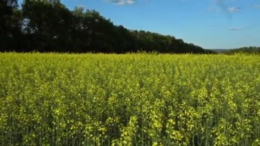 Çiçekli kolza tohumu alan. Ağır çekim