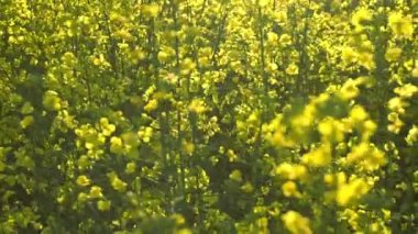 Çiçekli kolza tohumu alan. Ağır çekim