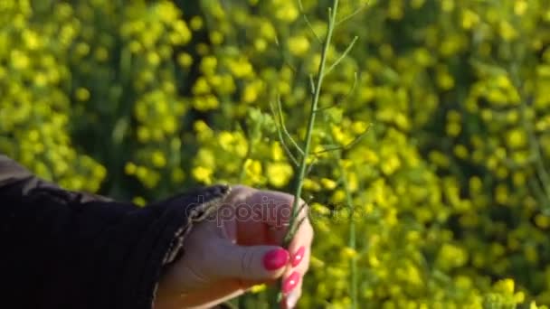 Una ragazza prende una mano di fiori di ravizzone. Rallentatore — Video Stock