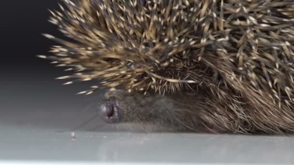 The girl is holding a hedgehog — Stock Video